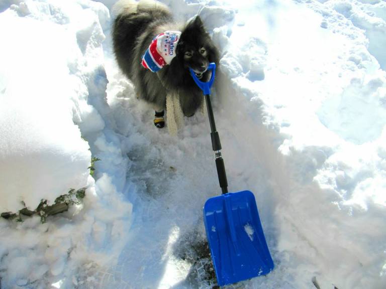 Clancy snow shovel 2