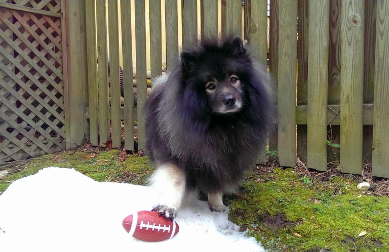 Clancy dog Football snow hike